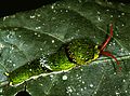 Chenille, parc national de Khao Yai, Thaïlande