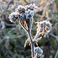 3. Mézontófű (Phacelia tanacetifolia) a reggeli dérben (Dülmen, Észak-Rajna-Vesztfália, Németország) (javítás)/(csere)