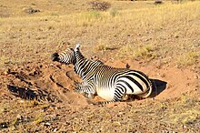 Zebra gunung sedang mandi debu