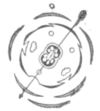 Fig. 3.—Floral diagram of Schizanthus—the arrow indicates the oblique symmetry. Two stamens only are functional.