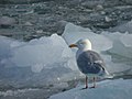 Glaucous Gull