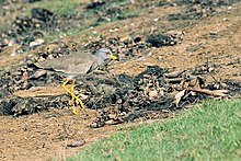 Grey-headed Lapwing