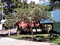 Full size Guava tree growing in Oaxaca, Mexico.