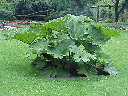 Värigunnera (Gunnera tinctoria)