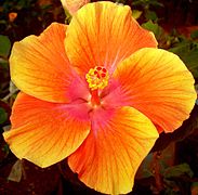 Orange coloured hibiscus