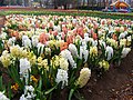 Hyacinth cultivars in Floriade, Canberra