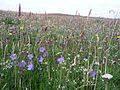 Image 36Wildflowers in machair, a coastal dune grassland found in the Outer Hebrides and elsewhere Credit: Jon Thomson