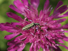 Groene schijnboktor (Oedemera virescens)