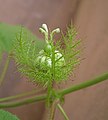 Passiflora foetida花苞