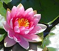 A pink water lily in Sydney, ඕස්ට්‍රේලියාව.