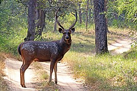 Cerf sambar (Rusa unicolor).