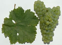 Sauvignon blanc