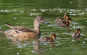 Une femelle et ses petits