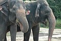 Asian elephants (Elephas maximus)