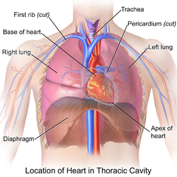 Thoracic cavity.