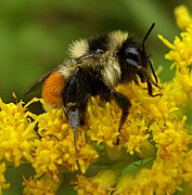 Abejorro, Bombus ternarius en vara de oro, Solidago sp.