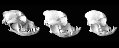 Tres cráneos de bulldog. De izquierda a derecha, la cara se vuelve más plana, con un hocico más corto y pronunciado prognatismo y mandíbula saliente.