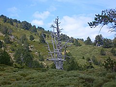 Arbre mort sur les pentes du Canigou (France).