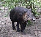 Mid'n-Amerikoanschn tapir (Tapirus bairdii)