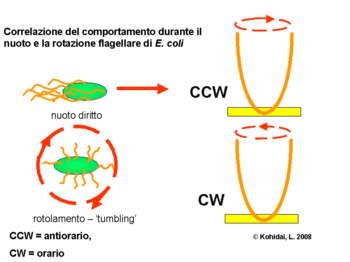 Correlazione del comportamento durante il nuoto e la rotazione flagellare di E. coli