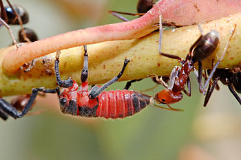 Leafhopper nymph