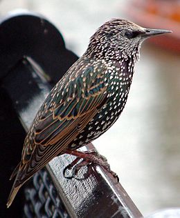 Seregély (Sturnus vulgaris)