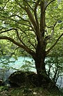 A Platanus orientalis tree in front of a small river