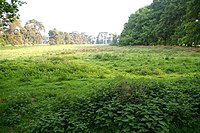 Field surrounded by trees