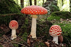 Amanita muscaria (hongo)