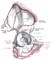 מבט צידי אל עצמות האגן ואל אזורי החיבור של השרירים הנאחזים בהן