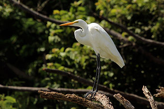 Ardea alba