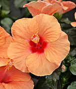 Apricotfarbener Hibiscus