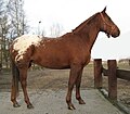 Un appaloosa, cheval eumétrique (1,55 m en moyenne)