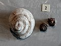 Kreiselschnecke Trochus subduplicatus