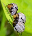 Several Chrysomelidae spp. larvae feeding on undefined host plant