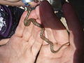 Natrix maura, serra de Enciña de Lastra.