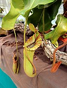 Nepenthes truncata