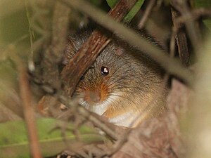 Oenomys hypoxanthus