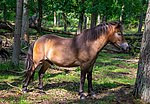 Poney Exmoor à Oerlinghausen, durant l'été.