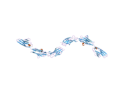 2nzi: Crystal structure of domains A168-A170 from titin