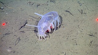 Scotoplanes globosa (ou « cochon de mer »), de la famille des Elpidiidae