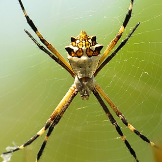 самиця Argiope argentata, Юкатан, Мексика