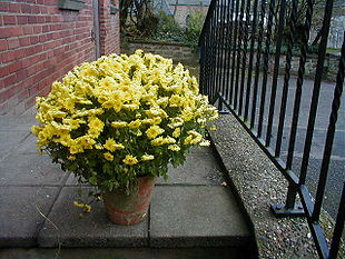 Krysantemum (Chrysanthemum indicum)