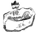 Image 6Illustration of the fossil jaw of the Stonesfield mammal from Gideon Mantell's 1848 Wonders of Geology (from History of paleontology)