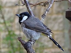 White-eared Bulbul at Birdworld, Farnham