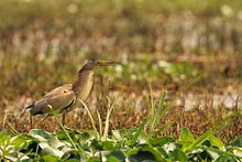 Yellow Bittern