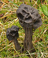 Helvella lacunosa