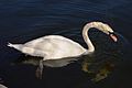 ★頭部の水を切るコブハクチョウ (Cygnus olor)