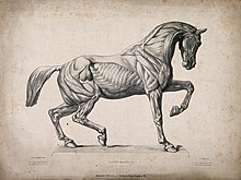 Equine Musculoskeletal Engraving