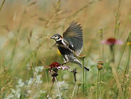 Feketebegyű sarkantyússármány (Calcarius ornatus)